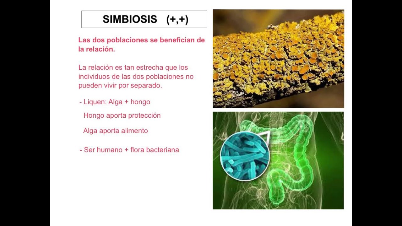 Relaciones intraespecíficas e interespecíficas - 4ESO
