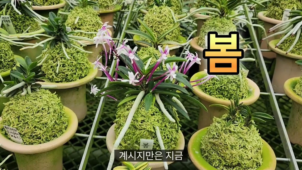 산내들육종원 신품종 색화