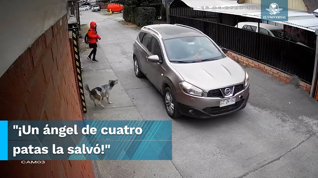 Lomito callejero salva a estudiante de ser secuestrada