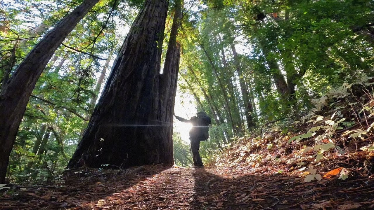La llamada del Bosque 🌲 CALIFORNIA DREAM #3