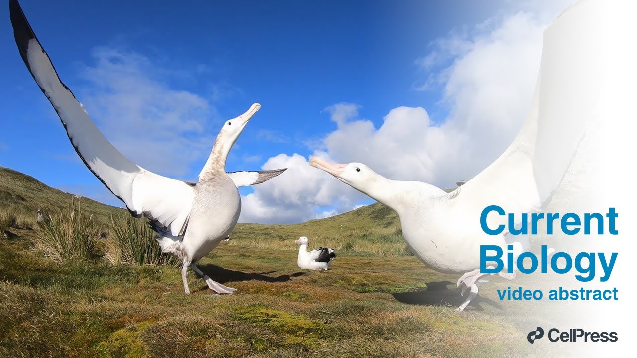 Strong winds reduce foraging success in albatrosses / Curr. Biol., Nov. 1, 2024 (Vol. 34, Issue 23)