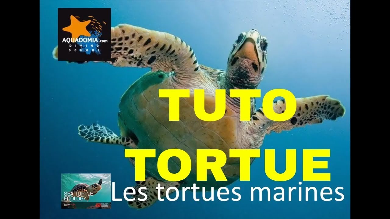 Tuto plong&eacute;e tortue marine - Sea Turtle Ecology SSI
