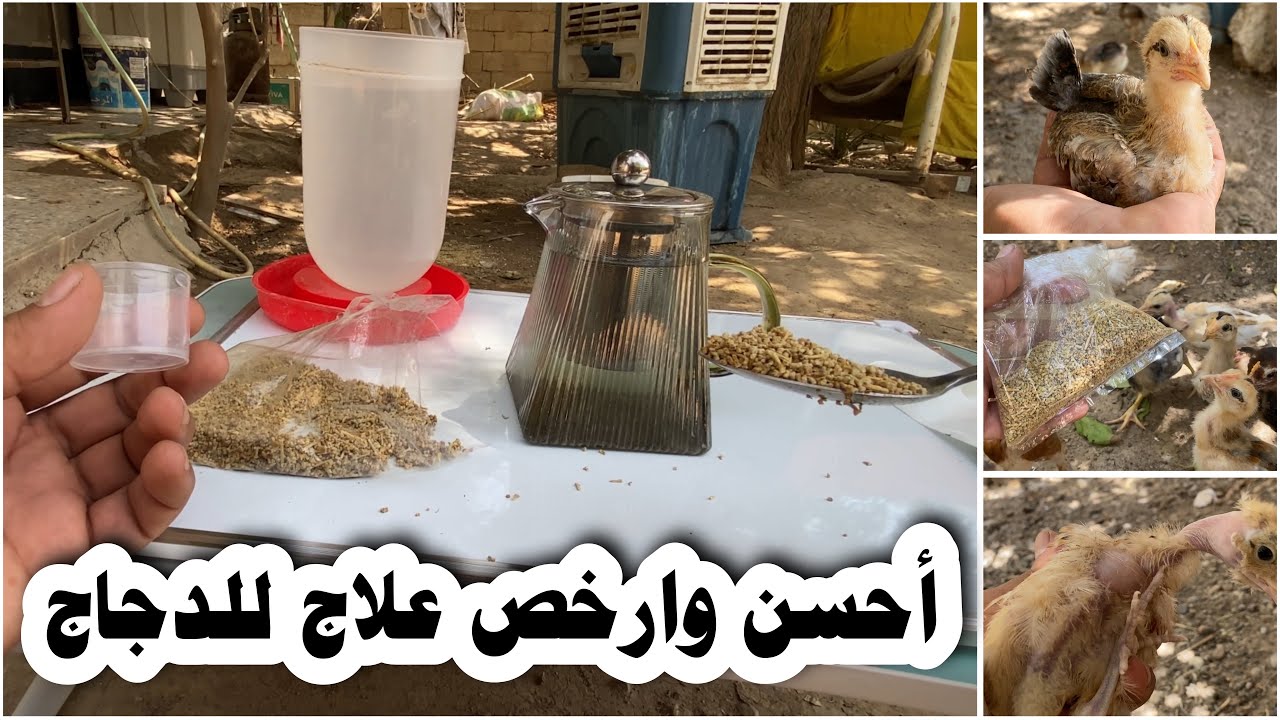 علاج السالمونيلا (ابو ظريچ) و الكوكسيديا و التيفوئيد الطيري والديدان عند الدجاج 