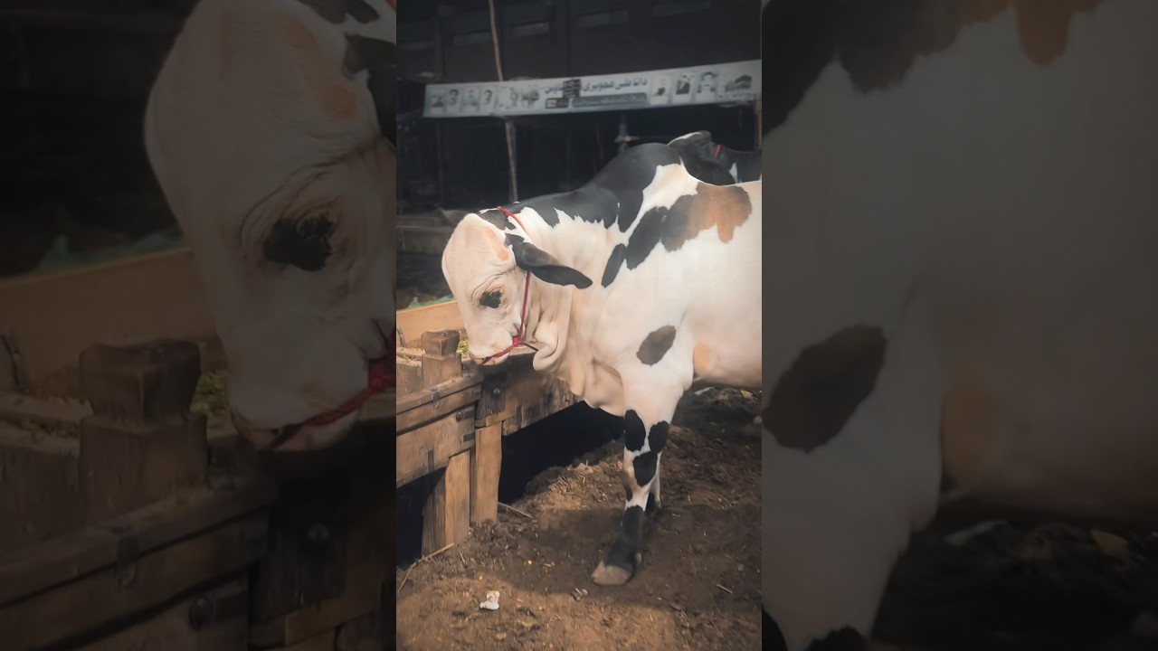 Lo Agai Qurbani😍🐄 