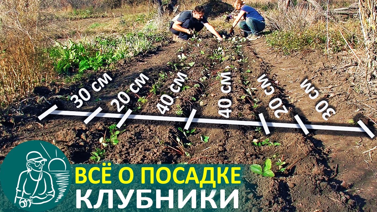 🌿 Всё о посадке клубники по технологии Гордеевых