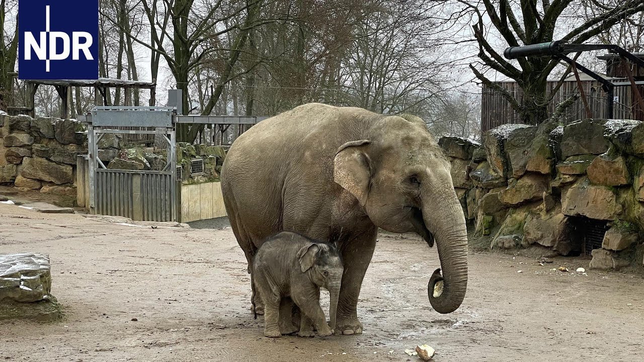 Tierisch durch die Kälte - Einsatz im Winter-Zoo | Die Nordreportage | NDR