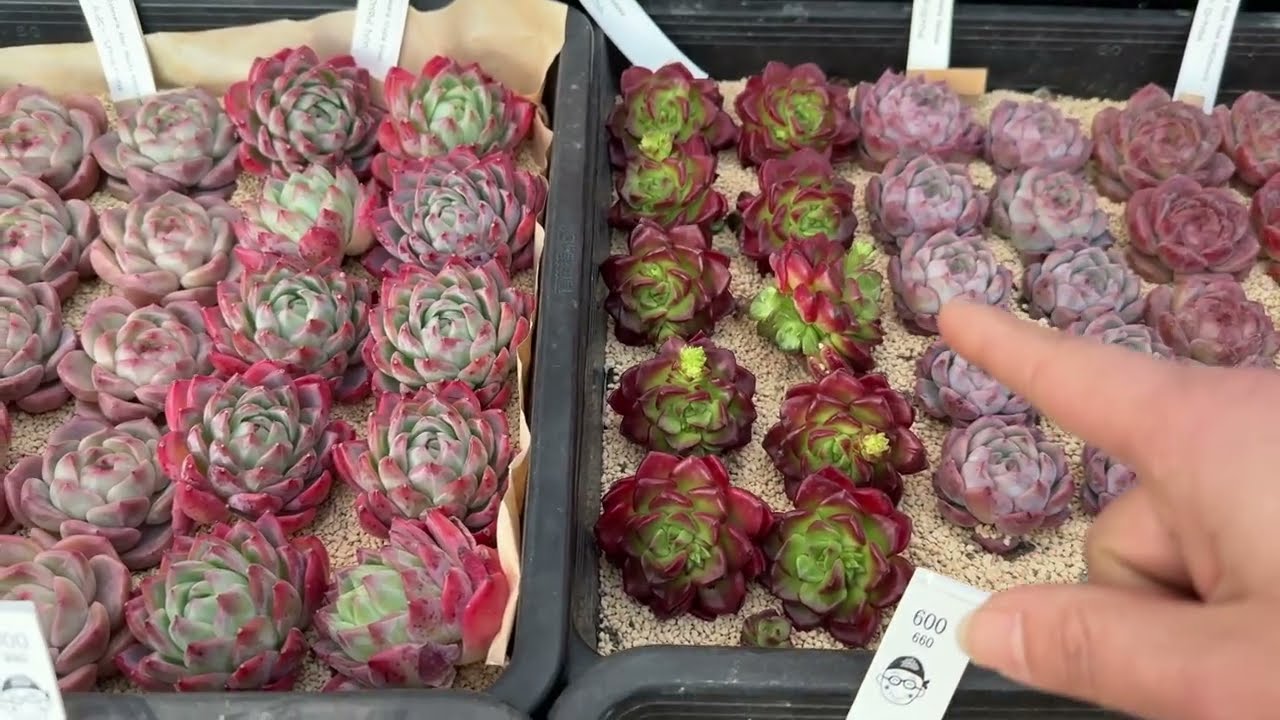 #317  NUEVAS SUCULENTAS COREANAS PARA MI JARDIN