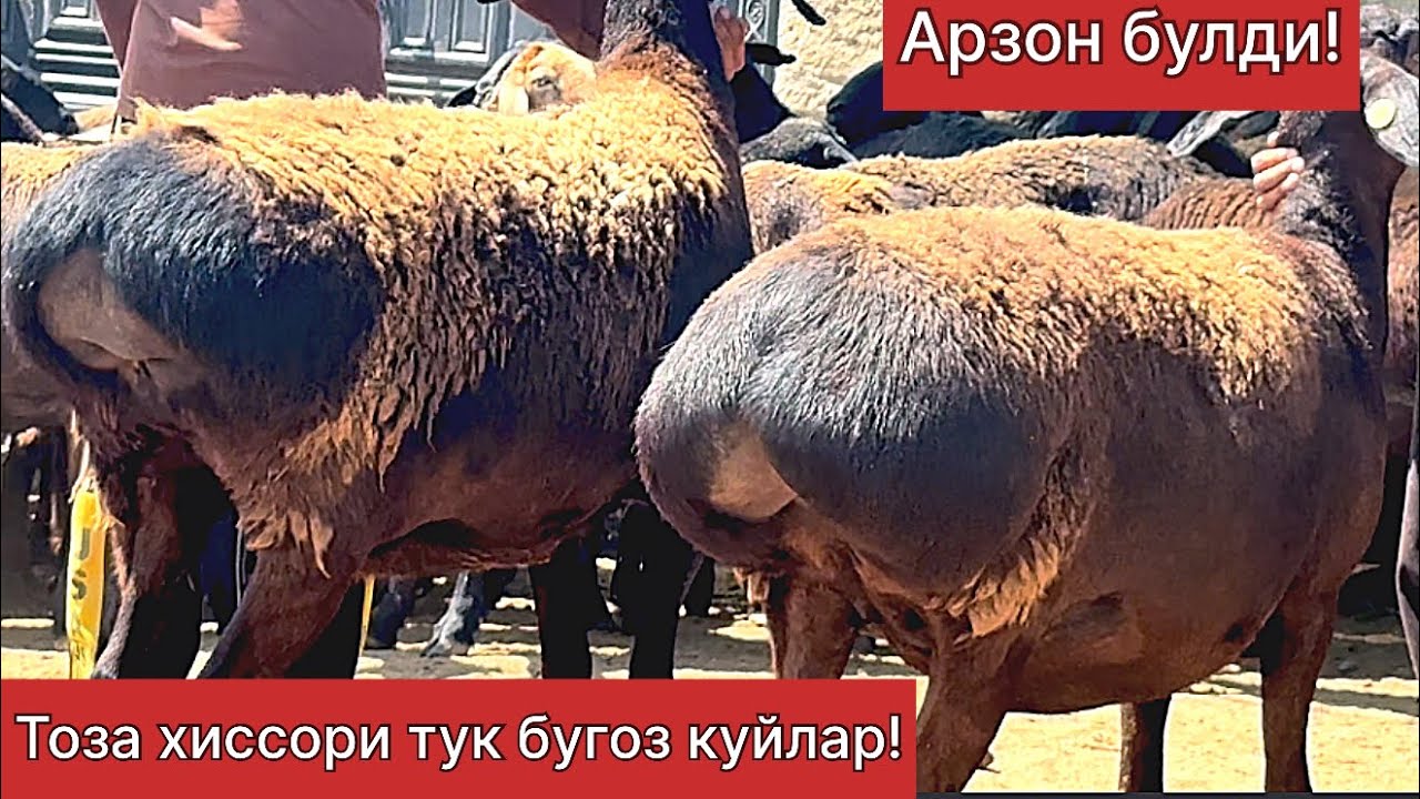 Тоза хиссори тук бугоз куйлар! Сотилиб кетган 