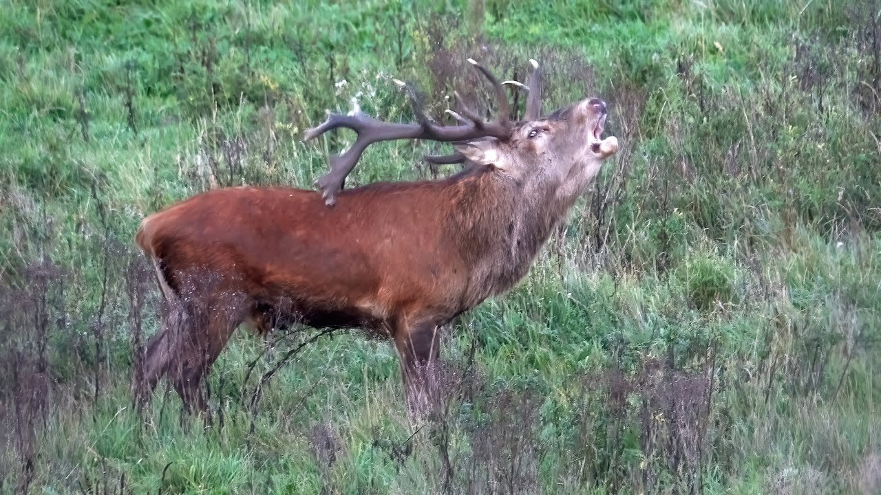De vier jaargetijden, natuur in Belgi&euml; en Nederland, deel 4, Herfst, Natuurfilm