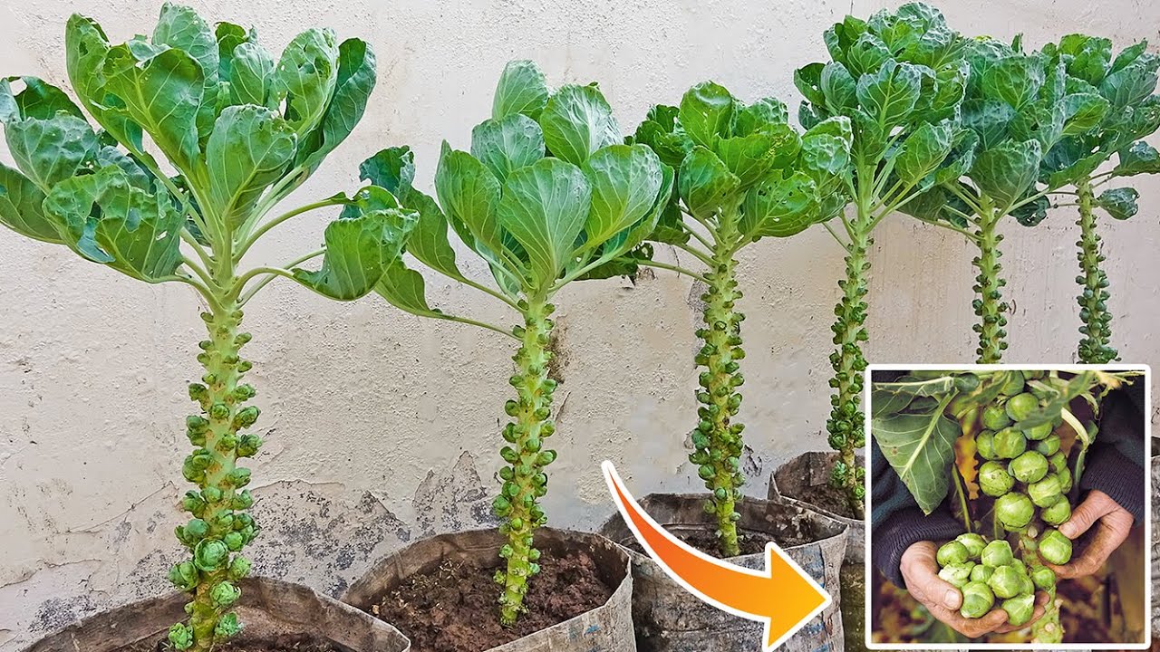 How to Grow Brussels Sprouts for Beginners
