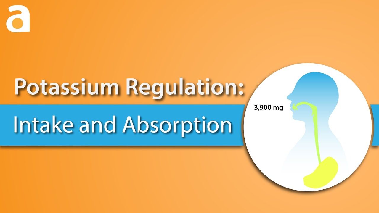 Potassium Regulation: Intake and Absorption