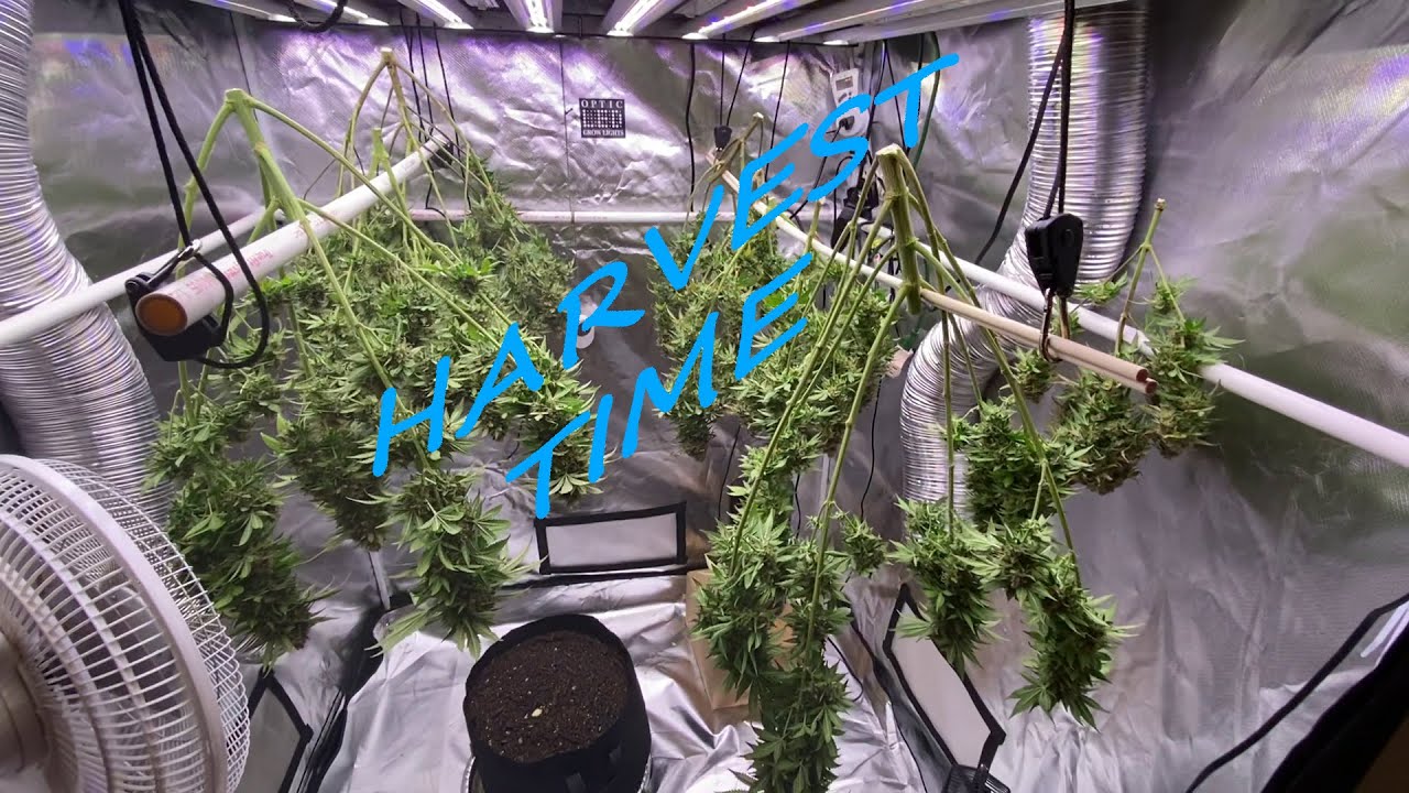 OPTIC SLIM 600H LED Light Week 11 - HARVEST TIME