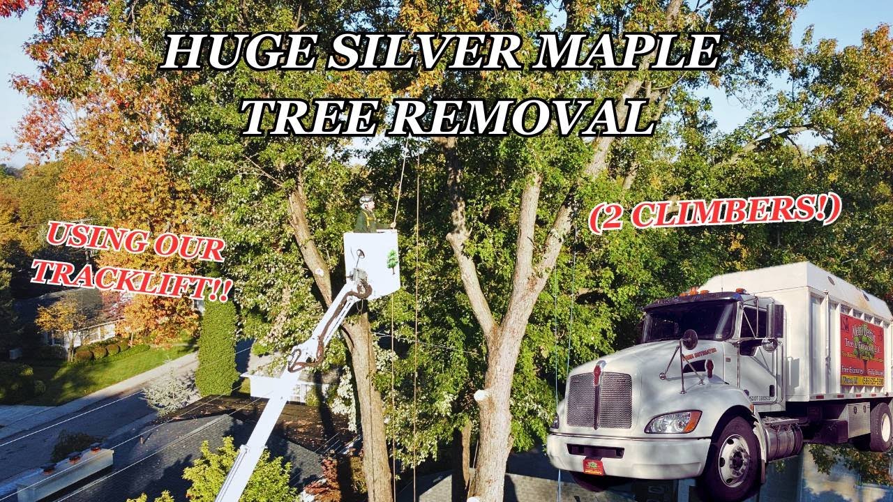 MASSIVE SILVER MAPLE TREE REMOVAL 🌳 | 2 Climbers | GoPro + Drone footage | Start to Finish Tree Work