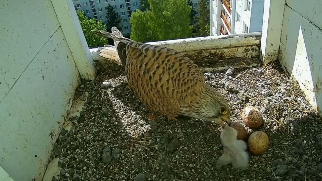 #kestrel