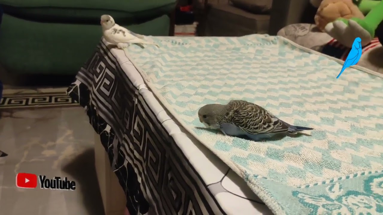 Episodio 67 Dal 31°giorno ad oggi #cocorite #babybudgies #budgie #budgies #lovebudgies #budgieslove
