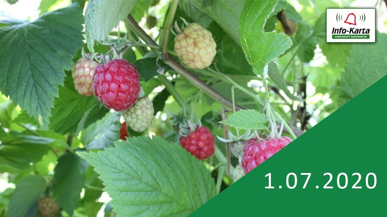 Diagnostyka chorób, zalecenia ochrony i nawożenia malin - komunikat jagodowy Agrosimex
