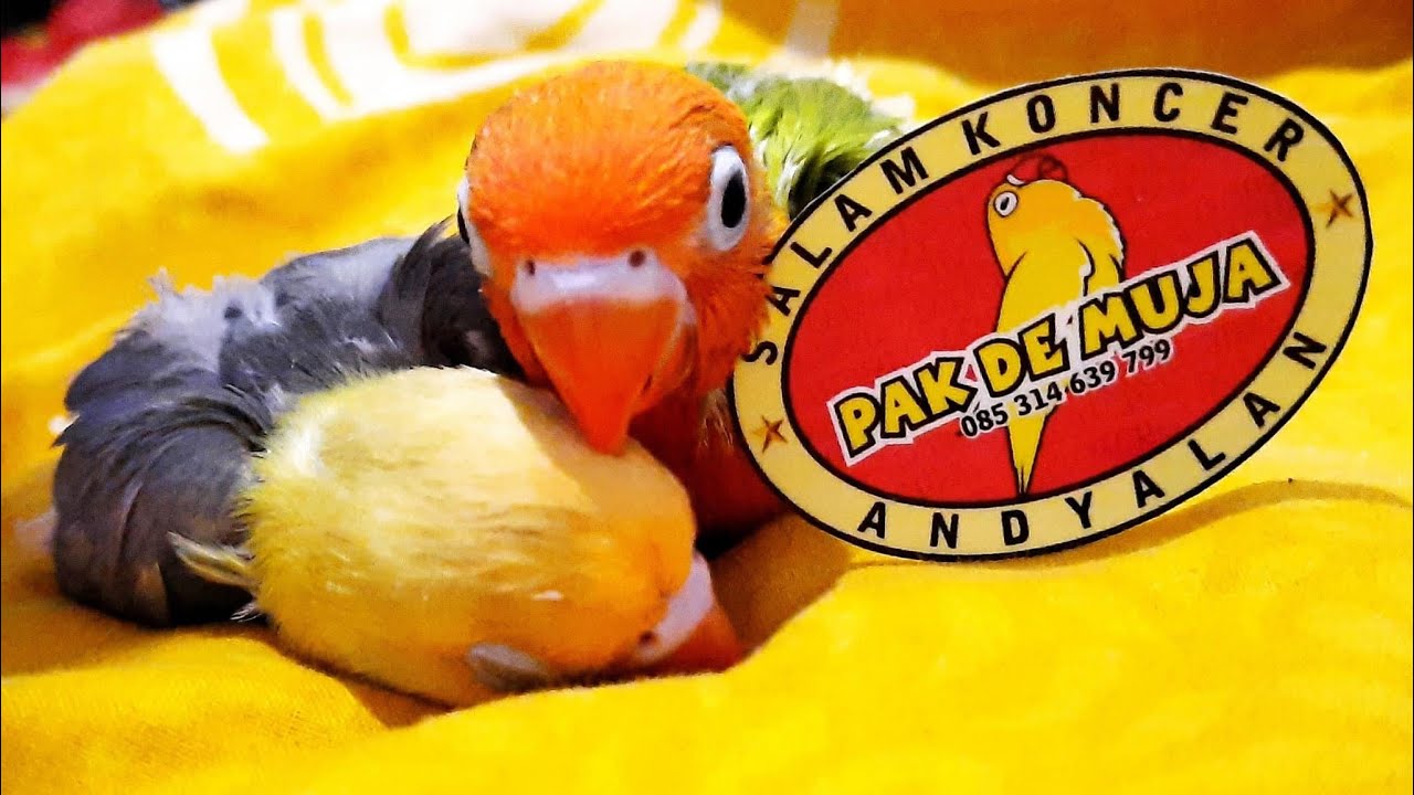 Breeding Lovebird trah konslet & fighter anakan dijual murah bahkan bisa di cicil selama 4bln..wow!!