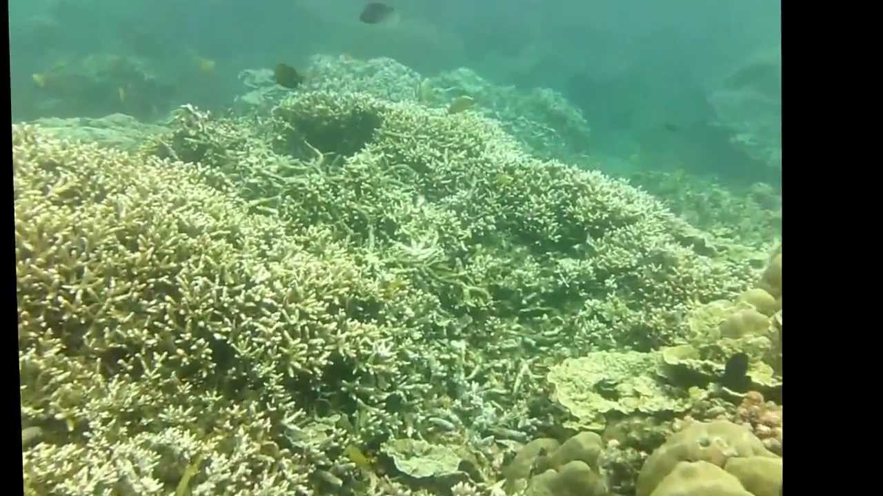 UnderDaSea