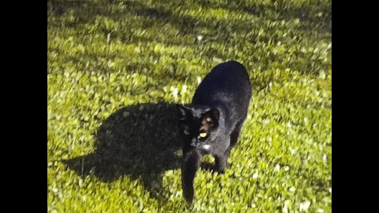 Katten Lady med sina ungar 1974