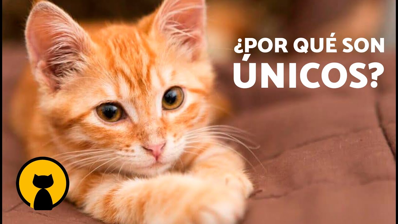 ¿Por qué los GATOS NARANJAS son tan ESPECIALES? 🐱🧡 | 7 Rasgos que los Hacen Únicos ✨