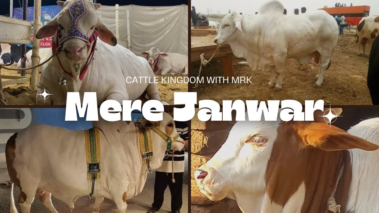 FINALLY! Mere Qurbani Kay Janwar ki unloading | Gulshan walon kay shouq | Bakra Eid in Karachi #cow