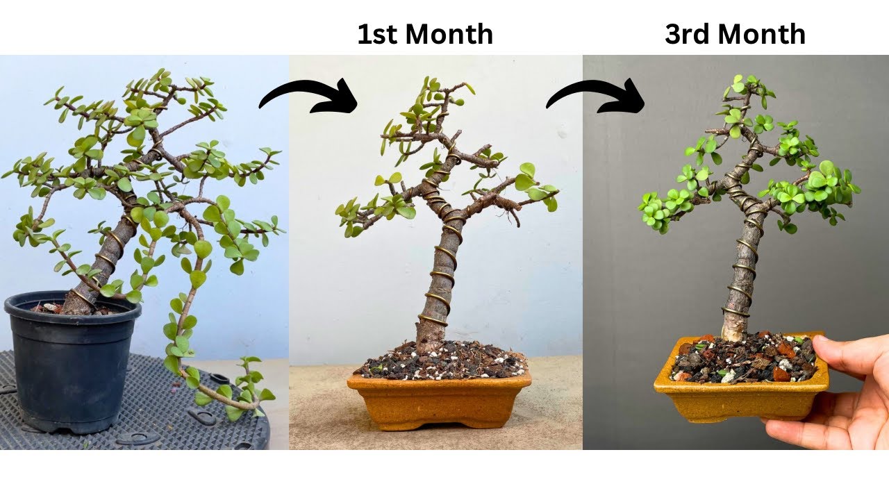 Making Bonsai Tree | Restoring | Jade Plant | Asmr | Repotting | Pruning | Portulacaria Afra
