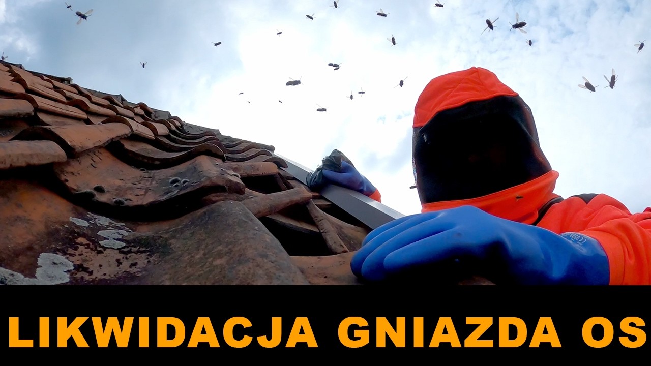 LIKWIDACJA GNIAZDA OS - usuwanie gniazda os - gniazdo os - szerszenie