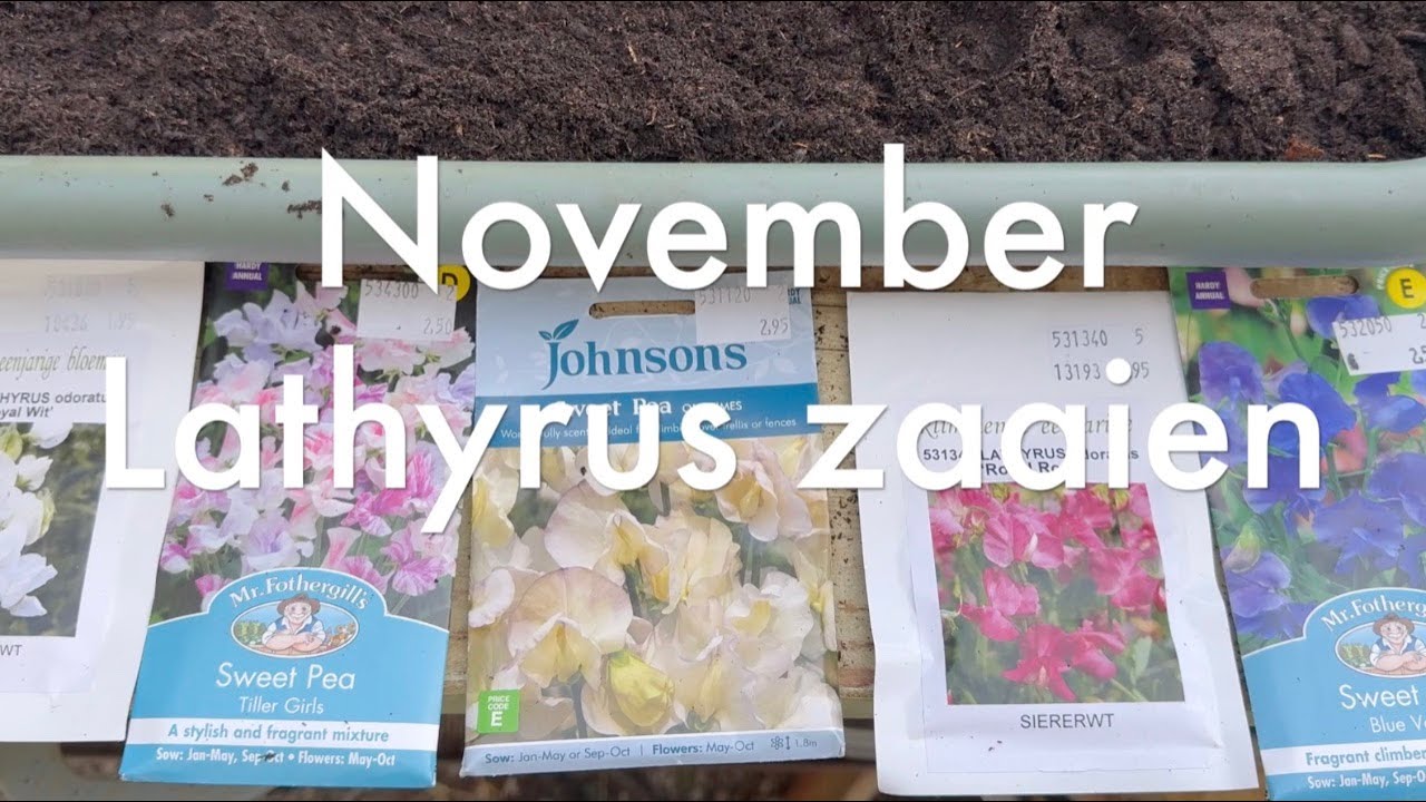 Ini's Moestuin #212 - November: Lathyrus zaaien &  aandacht voor de paden in de moestuin.
