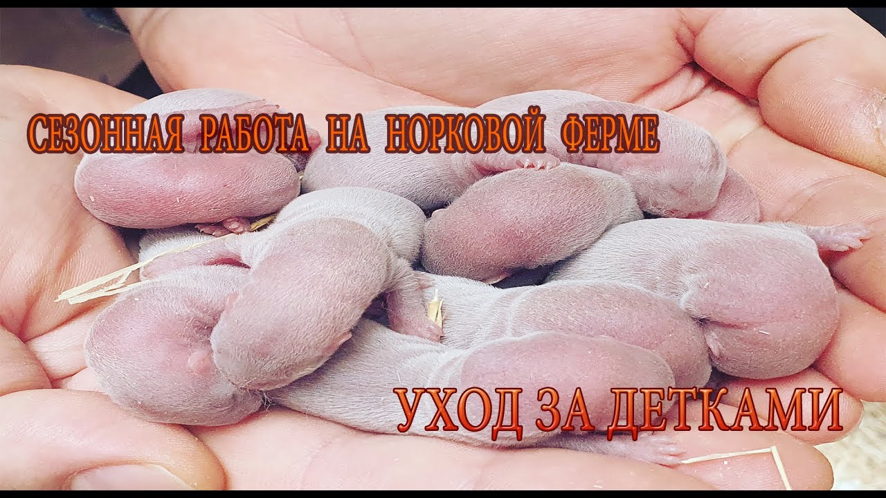 Уход за детьми◼Норковая ферма в Дании◼сезон детей!