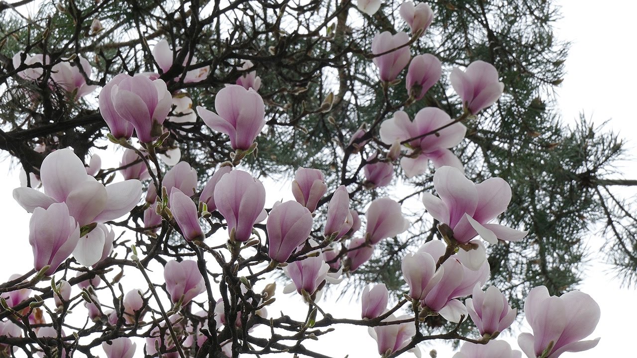 Viteške magnolije