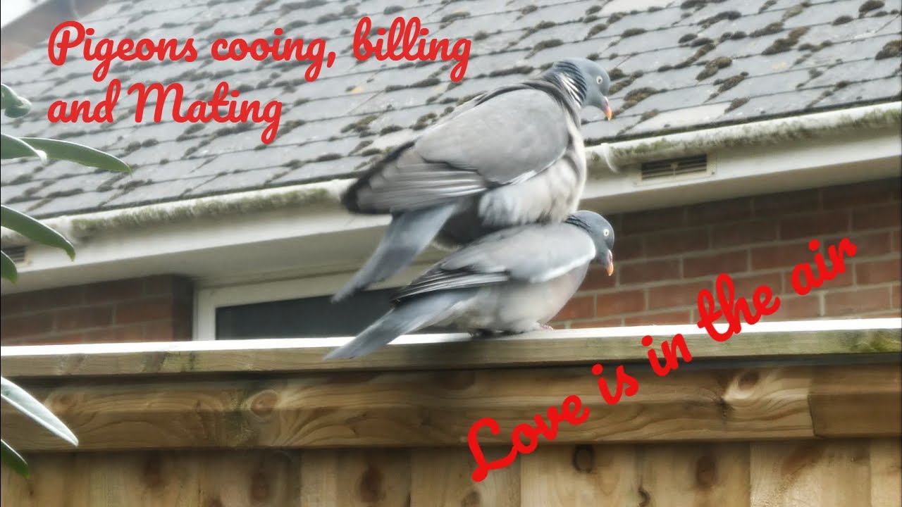 pigeons billing, cooing, kissing and mating