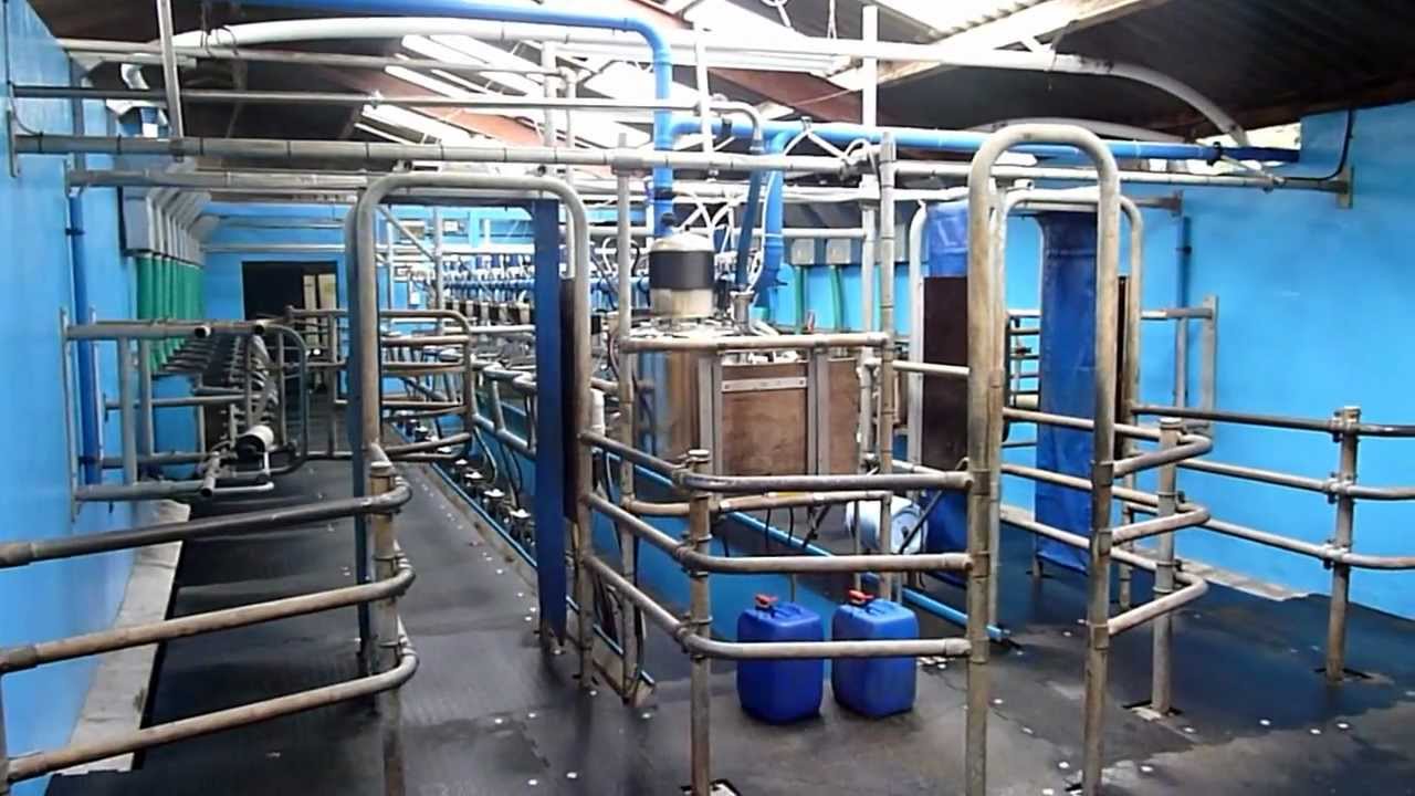 Kraiburg Rubber Mats in Dairy Cow Parlour