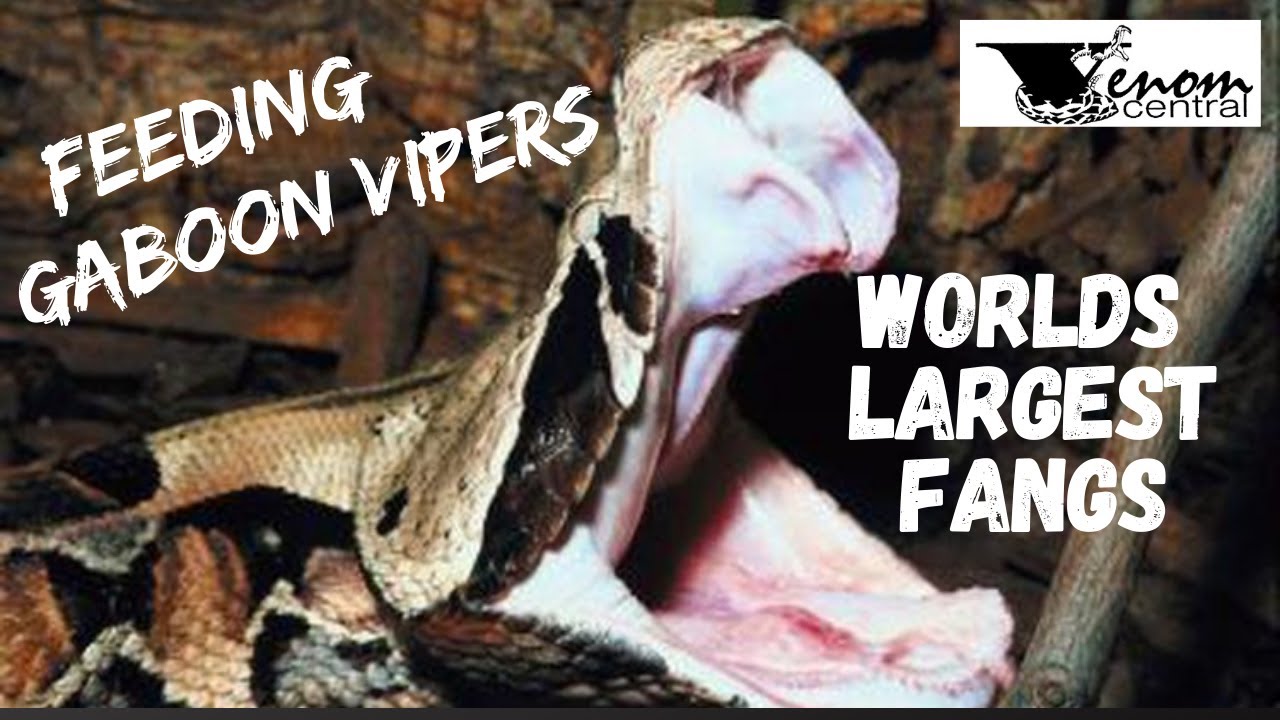 World's Largest Fangs | Feeding African Gaboon Vipers