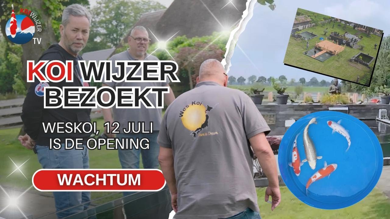 Op bezoek bij WesKoi: heus koiparadijs opent deuren in Wachtum!