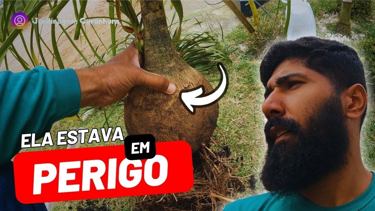 COMO SALVAR PATA DE ELEFANTE (planta) | Marcos - Jardineiro do Zero #03