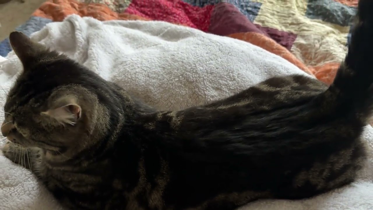 Testing the FURminator deShedding Tool