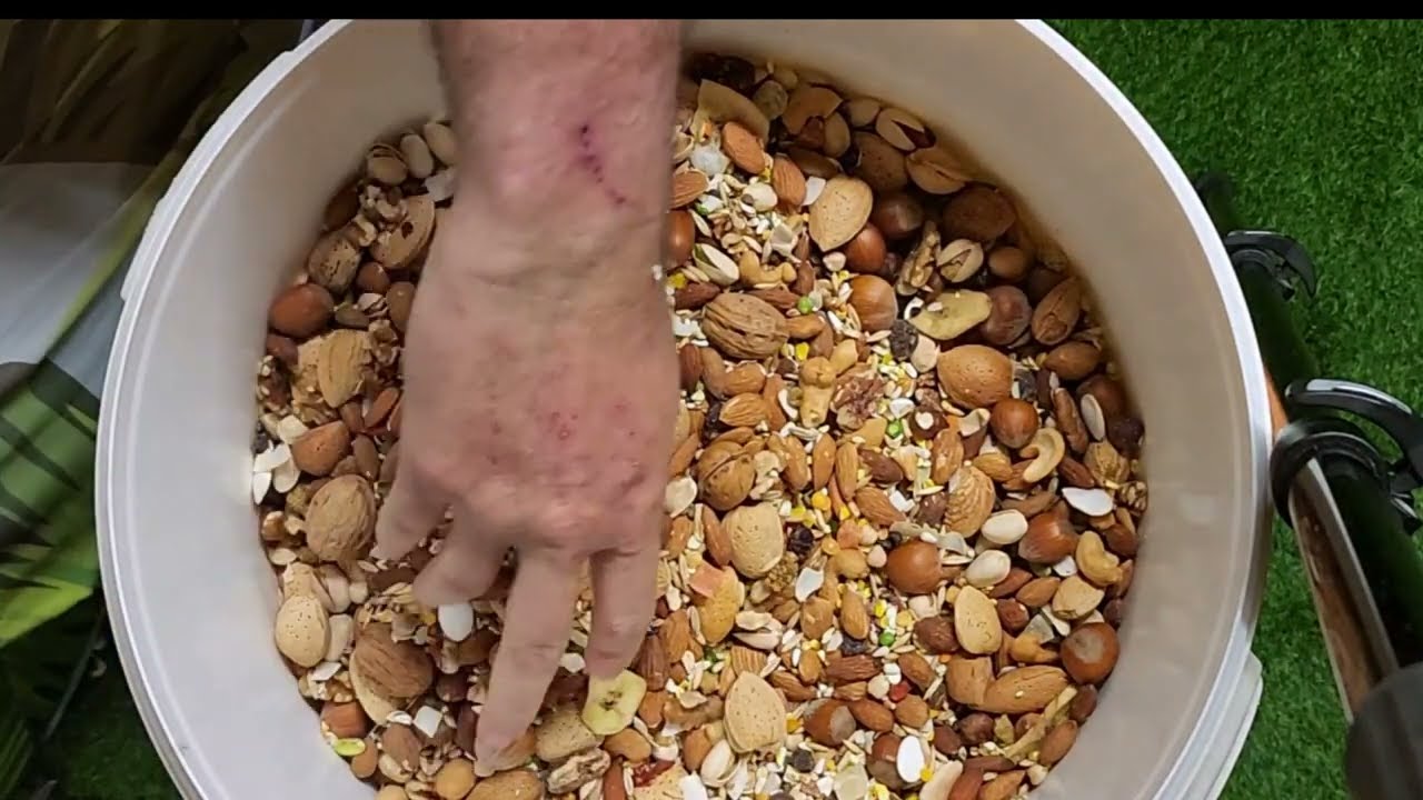 Comment nourrir un ARA grand perroquet.