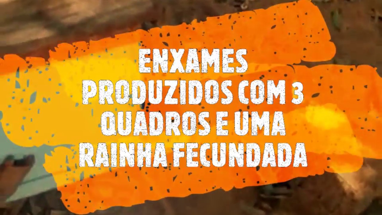 REVISÃO DE ENXAMES RECÉM CRIADOS POR DIVISÃO