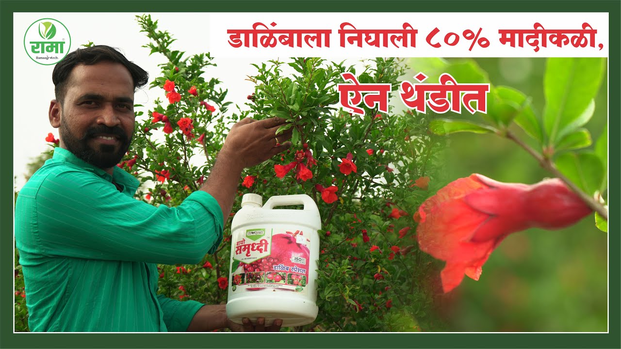 डाळिंबाला निघाली ८०% मादीकळी, ऐन थंडीत | Rama Agrotech