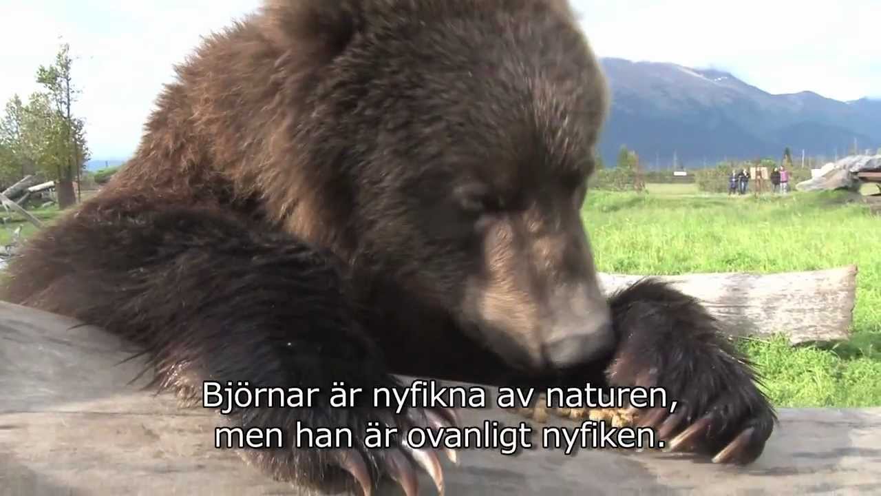 Kodiak brunbjörn till Orsa Björnpark 2012