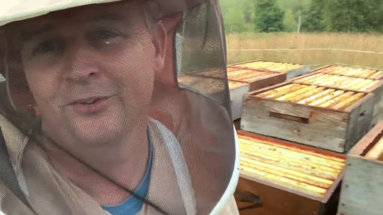 The boards that clear bees!!