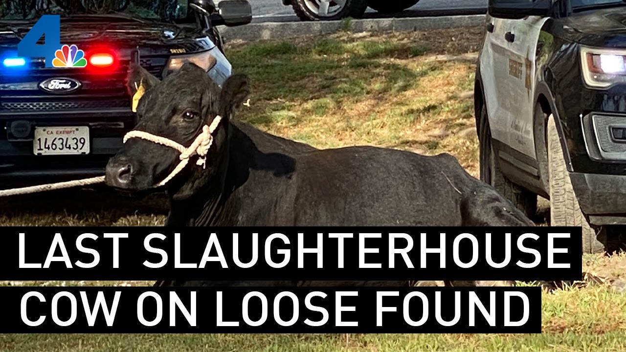 Last Cow From Herd That Escaped Slaughterhouse Found | NBCLA