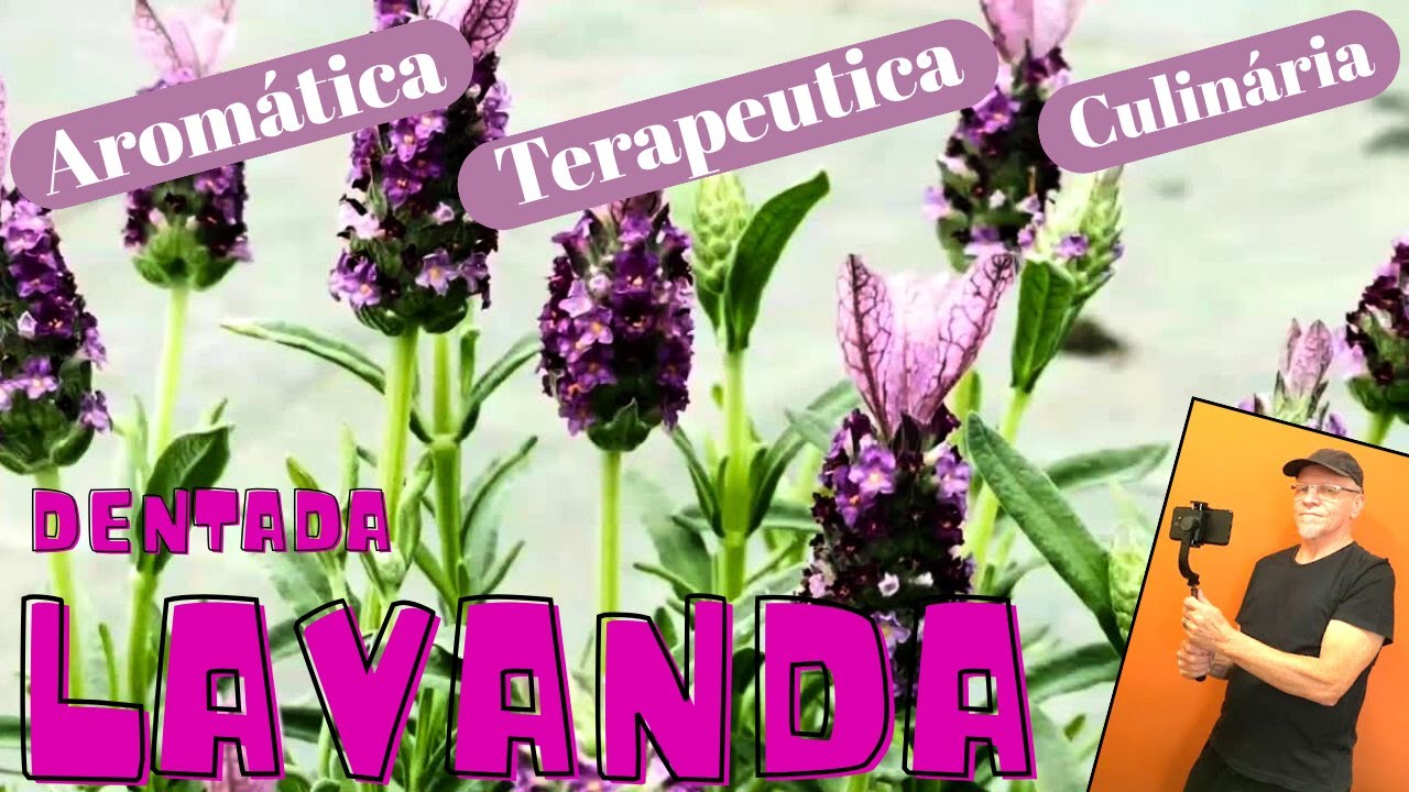 Lavanda, aromática, decorativa e terapeutica