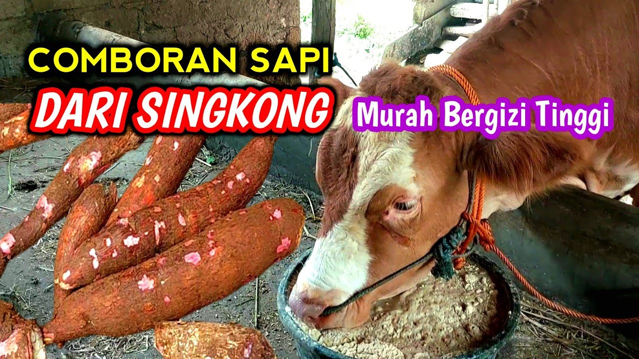 Cara Cepat Menggemukkan Sapi Dengan Comboran Dari Singkong