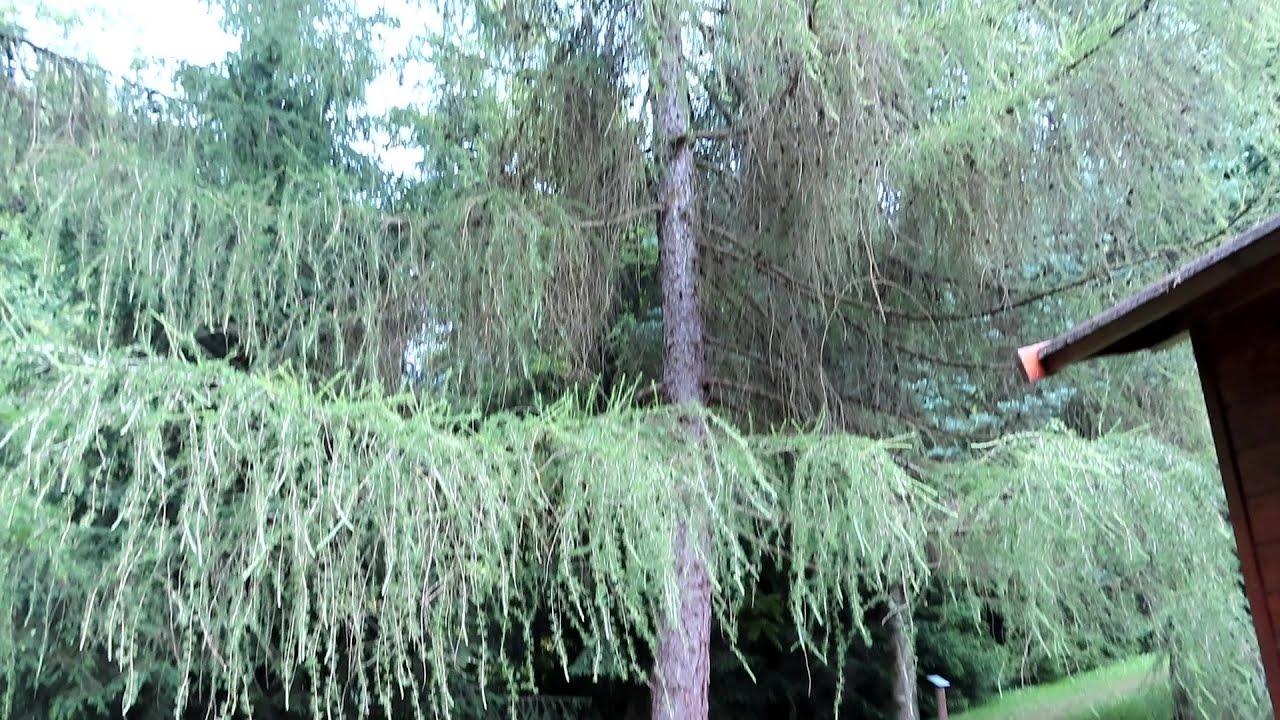 Orto Botanico delle Conifere a Ome - Brescia