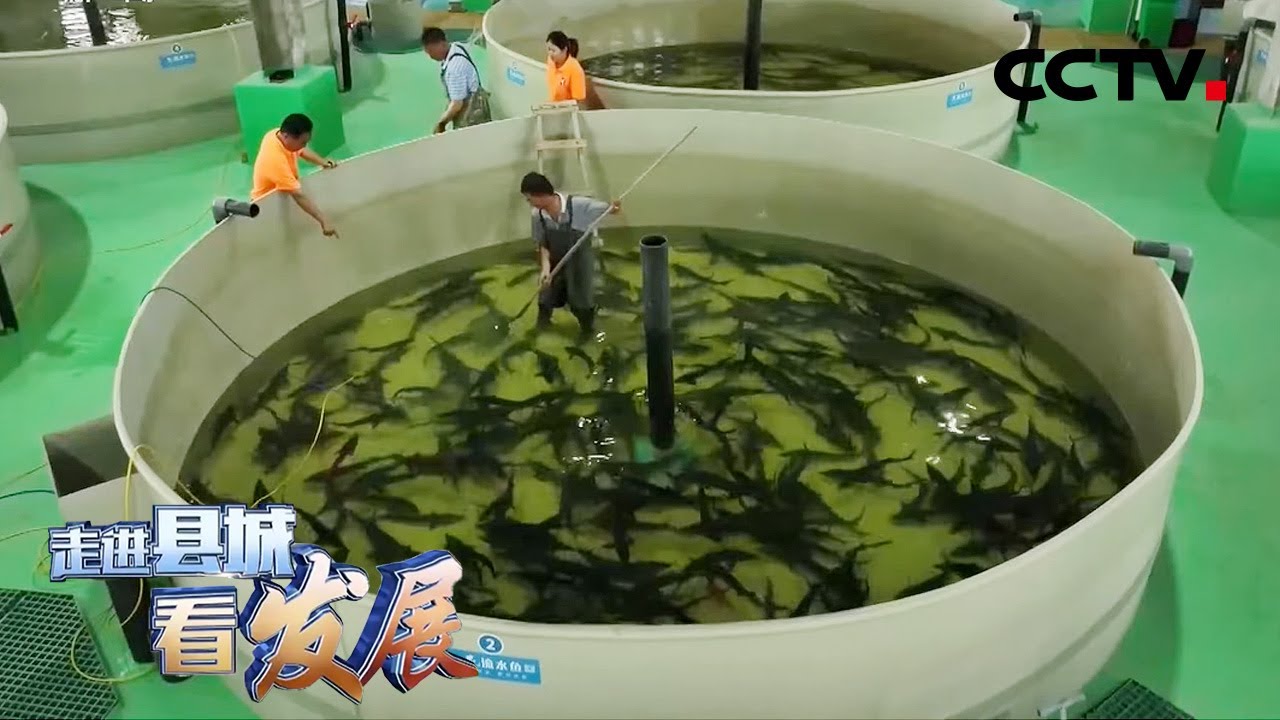 让濒临灭绝的鱼类再现黄河！贺兰成为黄河流域鱼类“芯片中心” | CCTV「走进县城看发展」