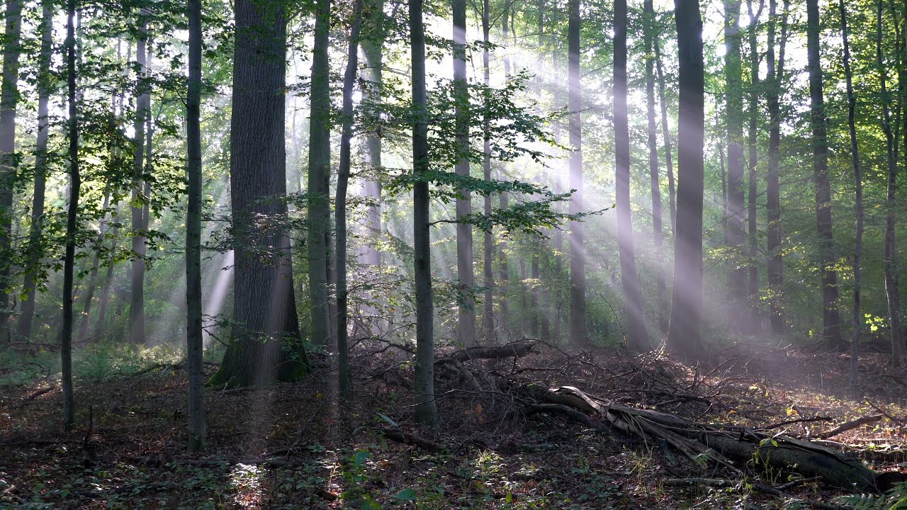 Sonian Wood