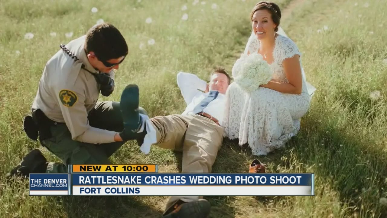 Wedding crasher: rattlesnake bites groom
