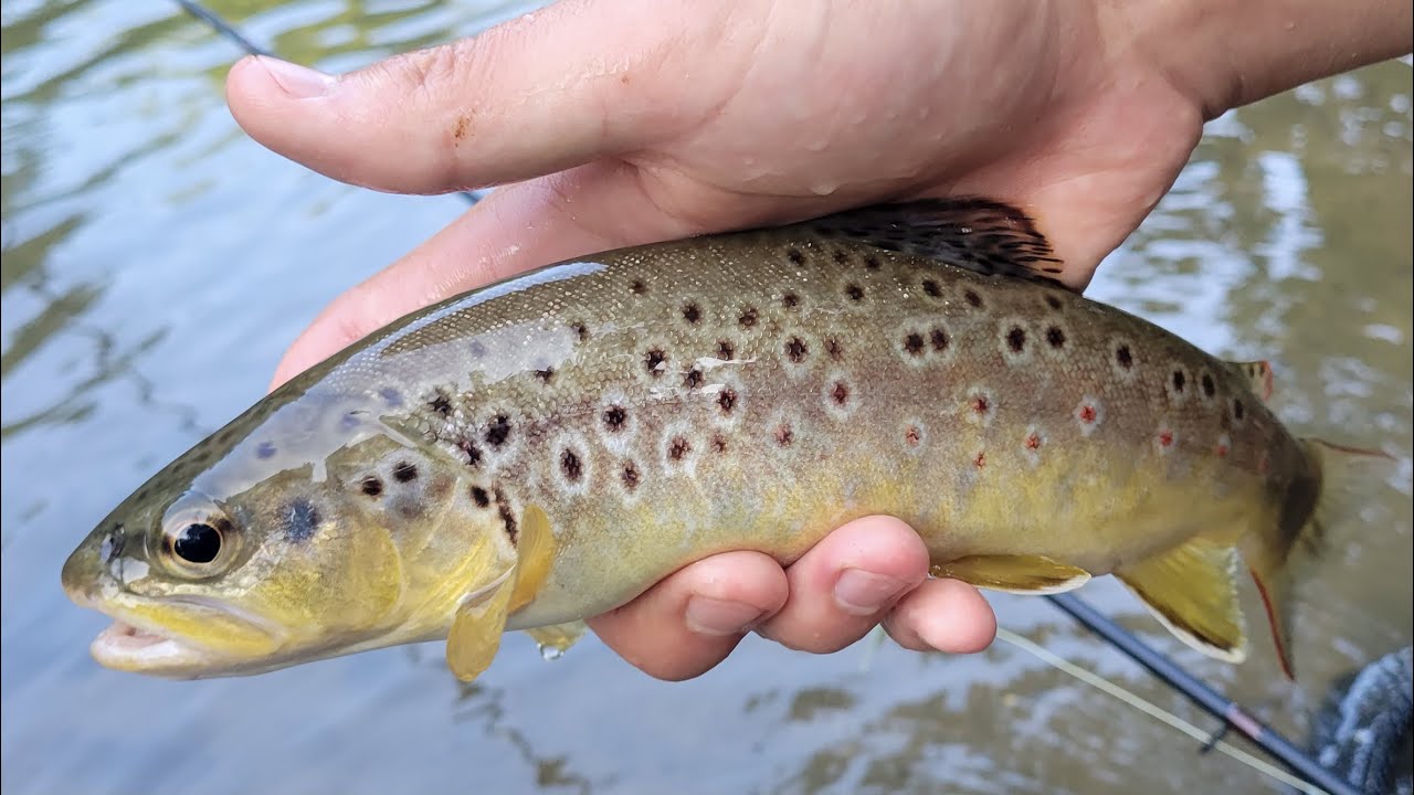 Nymphing Fisherman&rsquo;s Paradise! (Spring Creek Pennsylvania)
