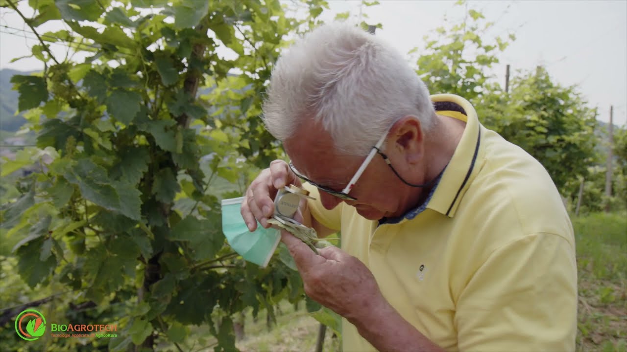 Perché in  Valdobbiadene si utilizza Zeolite Cubana Bioagrotech?